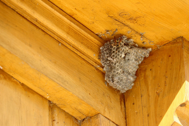 Termite control